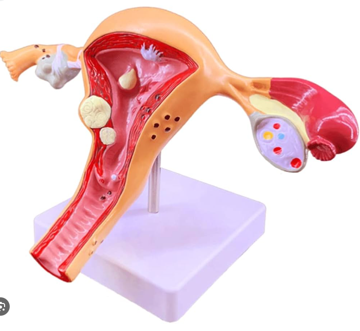 MANNEQUIN UTERUS ET ANNEXES – Image 2