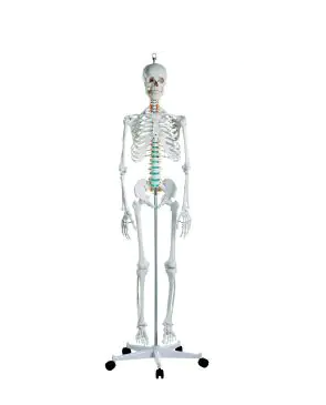 MANNEQUIN SQUELETTE – Image 3