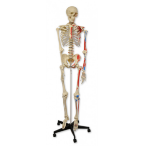 MANNEQUIN SQUELETTE