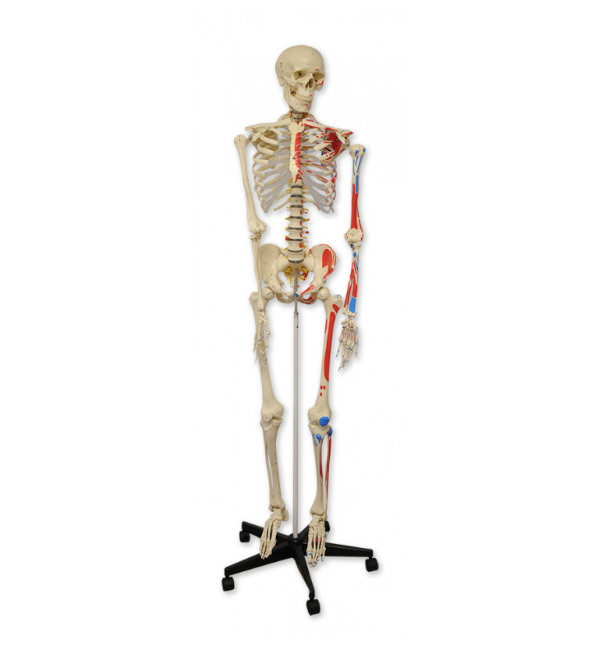 MANNEQUIN SQUELETTE