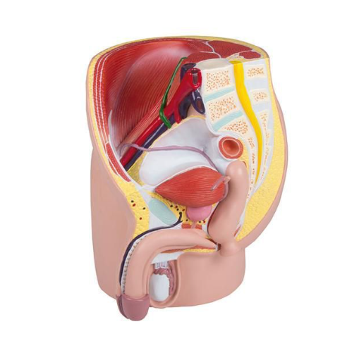 MANNEQUIN BASSIN-PELVIS HOMME