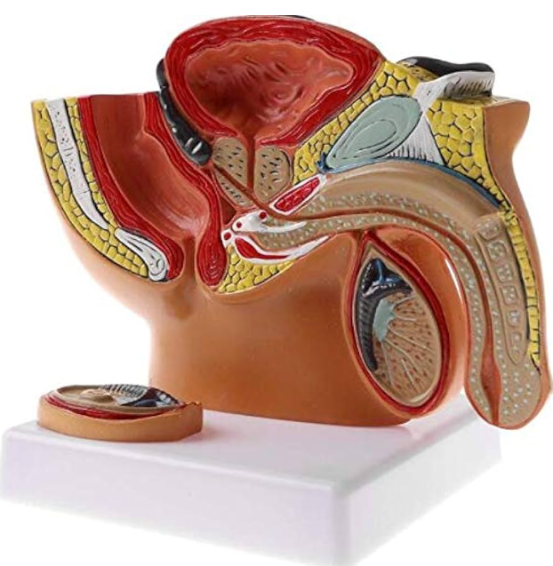 MANNEQUIN BASSIN-PELVIS HOMME – Image 2