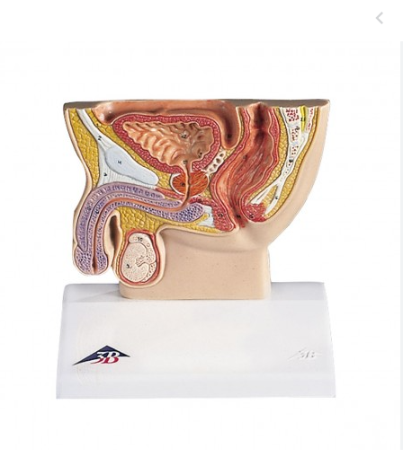 MANNEQUIN BASSIN-PELVIS HOMME – Image 3