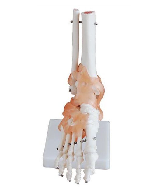 MANNEQUIN SQUELETTE DU PIEDS AVEC ARTICULATIONS ET LIGAMENTS – Image 2