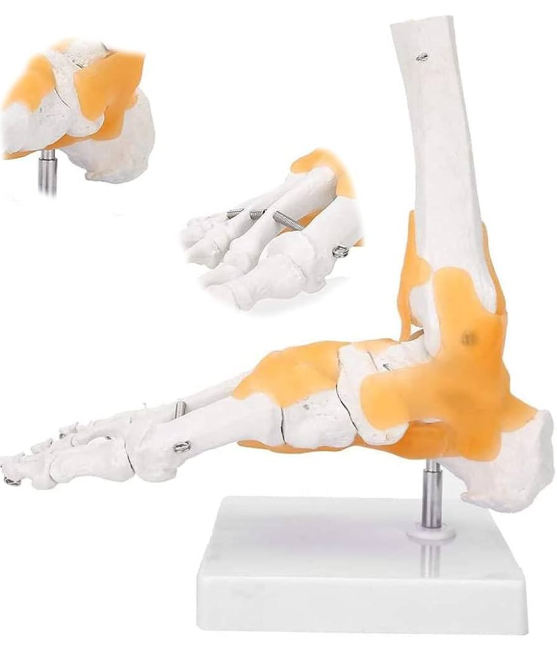 MANNEQUIN SQUELETTE DU PIEDS AVEC ARTICULATIONS ET LIGAMENTS – Image 3