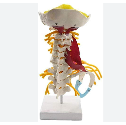 MANNEQUIN COLONNE VERTEBRALE – Image 2