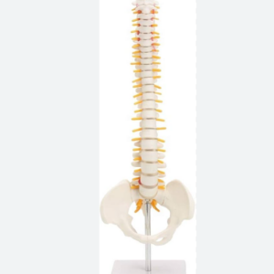 MANNEQUIN COLONNE VERTEBRALE
