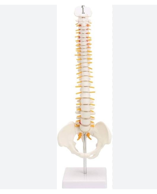 MANNEQUIN COLONNE VERTEBRALE