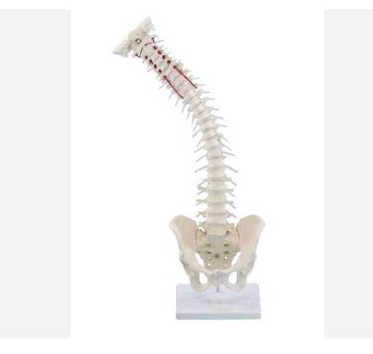 MANNEQUIN COLONNE VERTEBRALE – Image 4