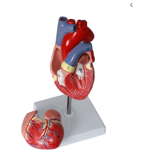 MANNEQUIN - COEUR – Image 3