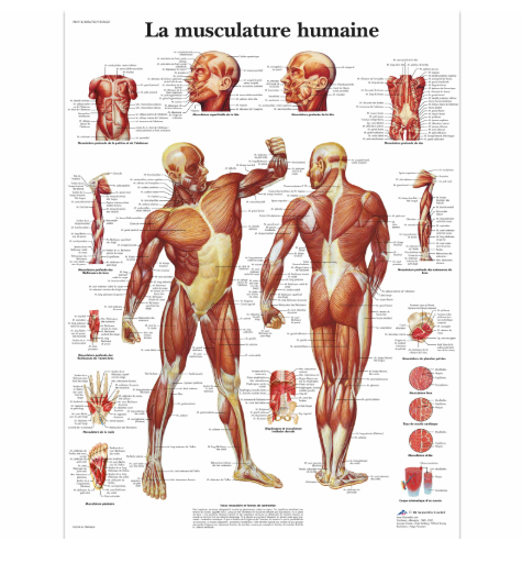 PLANCHE D'ANATOMIE DE FORMATION EN PAPIER POSTER – Image 2