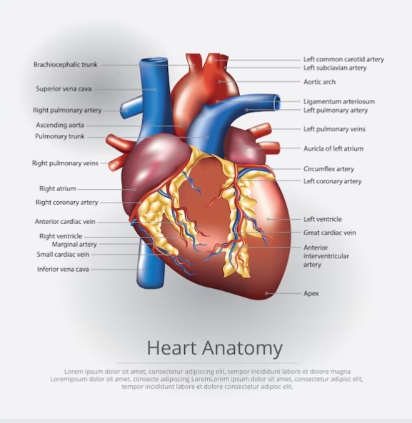 PLANCHE D'ANATOMIE DE FORMATION EN PAPIER POSTER – Image 3