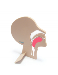 MANNEQUIN TETE ARTICULEE – Image 2
