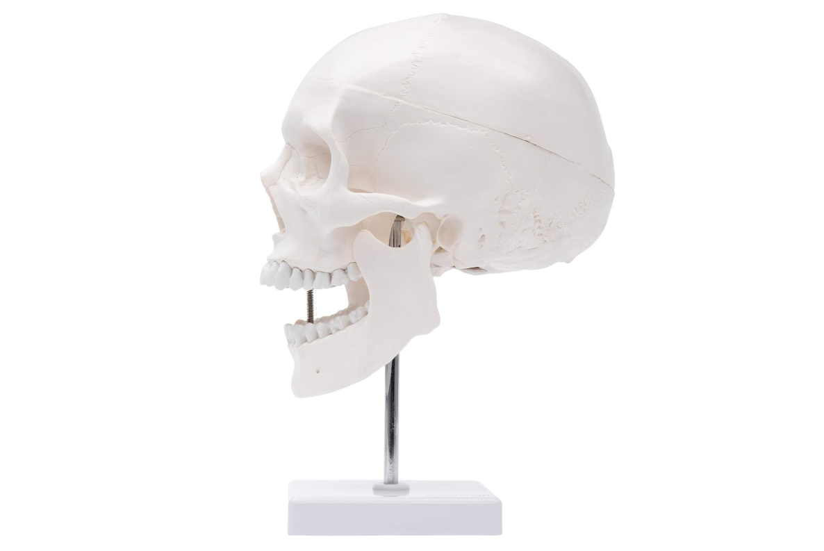 MANNEQUIN CRANE - MODELE ANATOMIQUE DU CRANE – Image 2