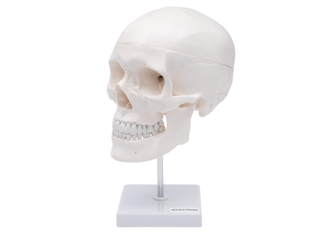 MANNEQUIN CRANE - MODELE ANATOMIQUE DU CRANE – Image 3