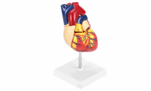 MANNEQUIN COEUR