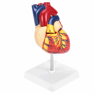 MANNEQUIN COEUR