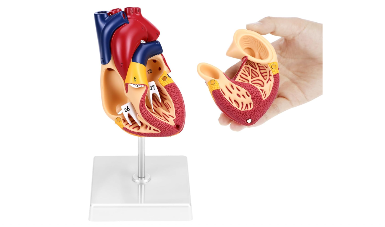 MANNEQUIN COEUR – Image 3