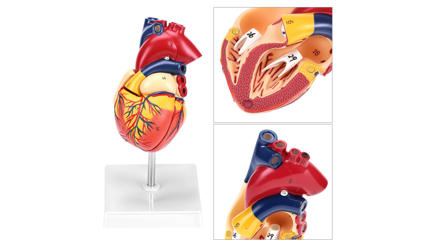 MANNEQUIN COEUR – Image 4