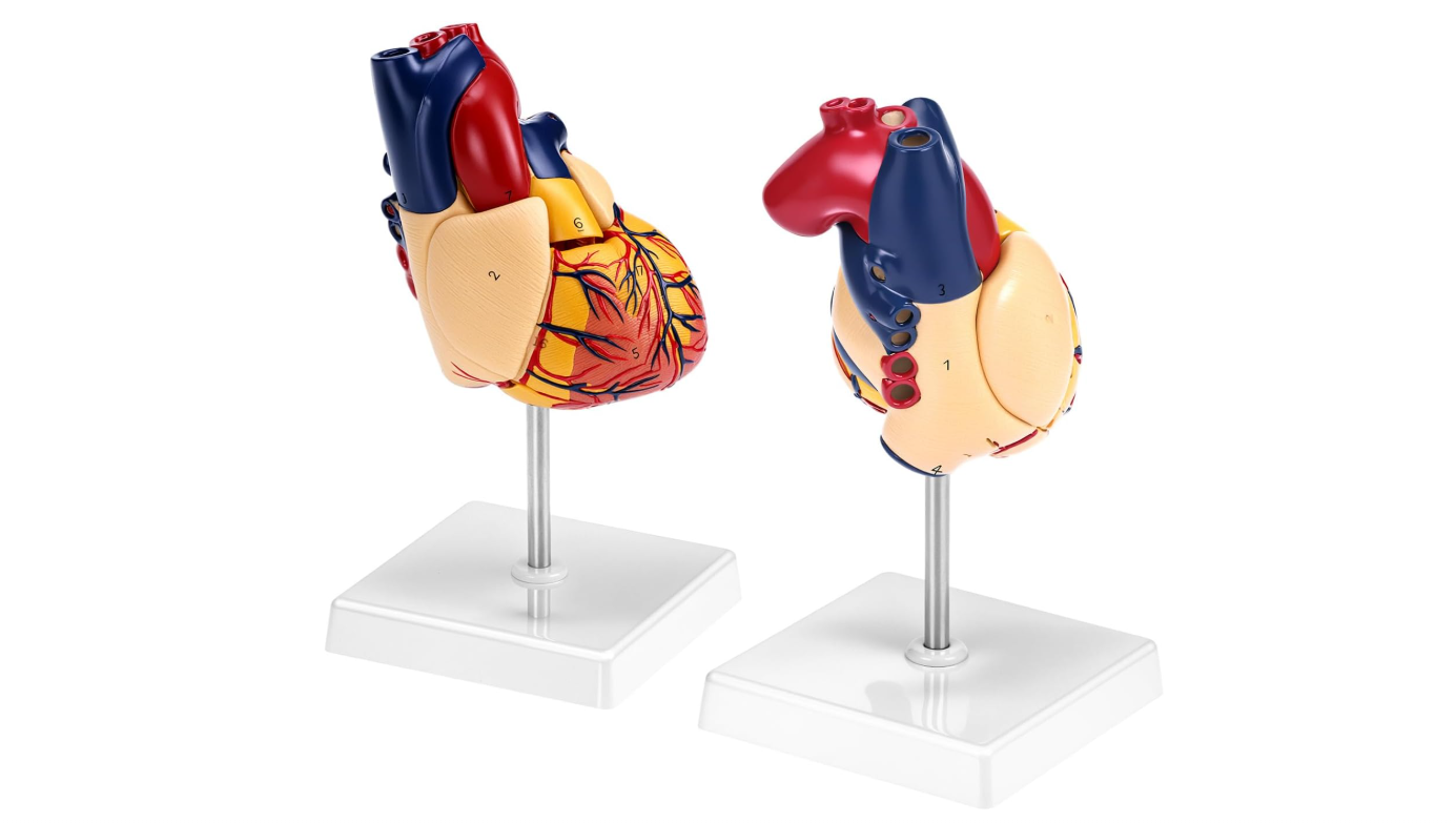 MANNEQUIN COEUR – Image 5