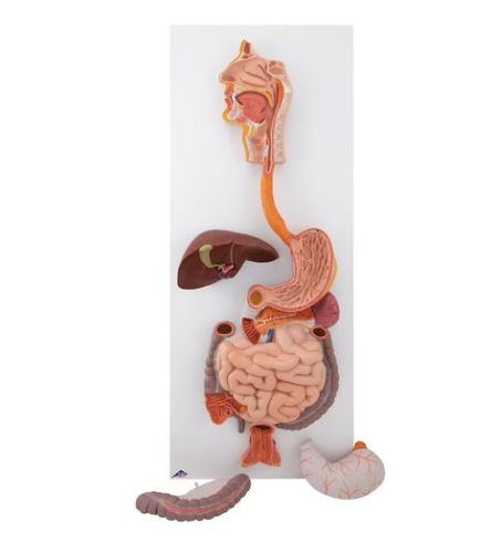 MANNEQUIN APPAREIL DIGESTIF – Image 2