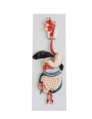 MANNEQUIN APPAREIL DIGESTIF – Image 3