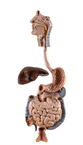 MANNEQUIN APPAREIL DIGESTIF – Image 5